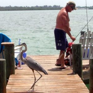 Meet your Posher, Dennis